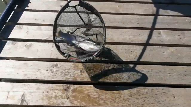 СПОРТ зона. смотреть онлайн