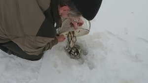 Запускаем в  марте малька  карася в водоём. Осенняя и зимняя рыбалка.