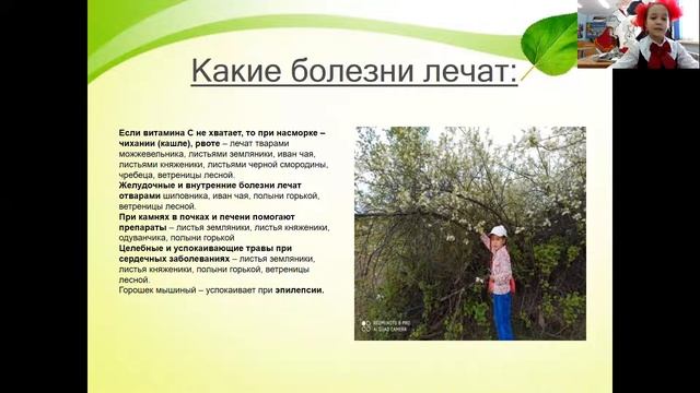 Билюкина Хадиджа - 10 лет. Тема: Растения-предсказатели природы