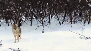 Барсук против волка