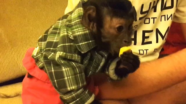 2017.04.03 Обезьяна капуцин Масяня. Уничтожитель конфет. смотреть онлайн