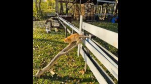 #кот 🐈 #vs #баран 🐏