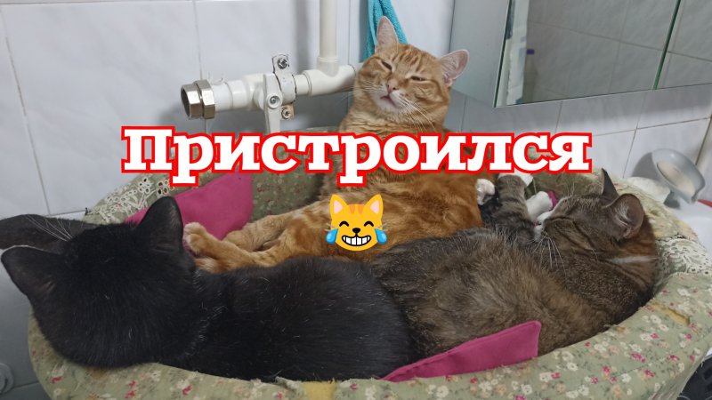 Пристроился😹