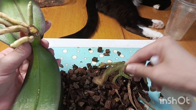 Грустная орхидея((((