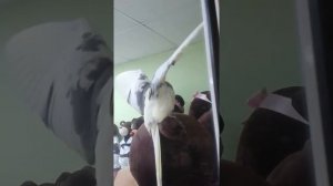 Маленький гигант большого секса2