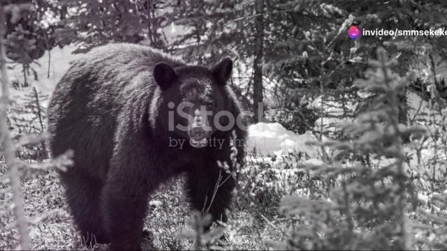 медведь велосипед как себя вести