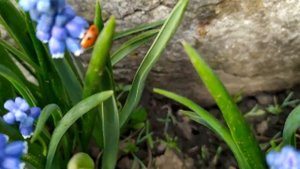 Клятва 331 - 332 серия русская озвучка | Анонс и Дата выхода