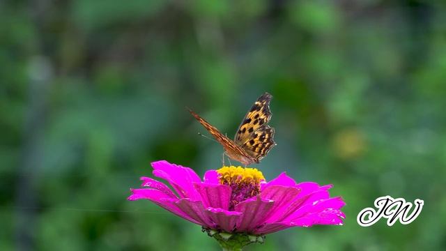 Tibetan song with Tibetan and Chinese lyrics 2022 | 藏漢歌詞 смотреть онлайн