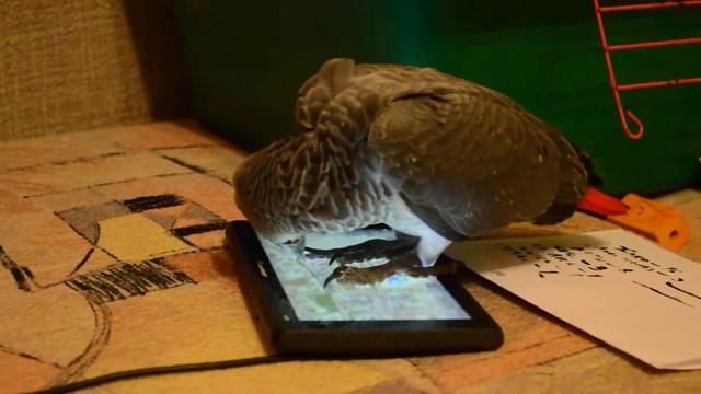 Технарь 15 02 2014 001 смотреть онлайн