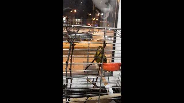 Пение Кенара русской породы смотреть онлайн