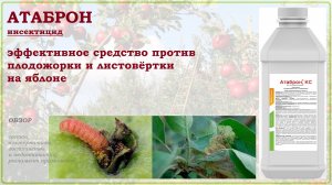 Атаброн- эффективное и безопасное средство против яблонной плодожорки и листовертки.Обзор ИСХ