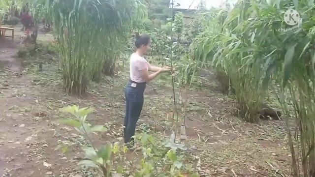 Tour Di Villa Alpha Gesing Desa Munduk Bali/ Tour Wisata Rohani Di Bali