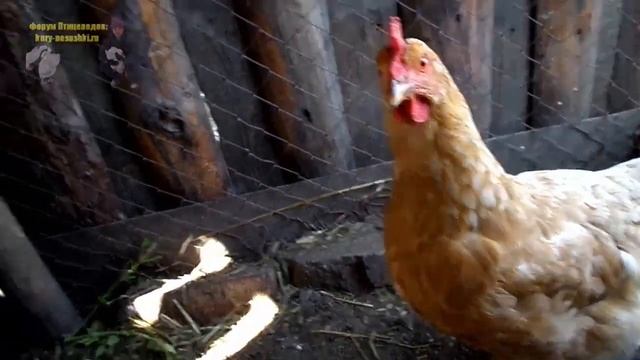 Курица наседка опять заквохтала и села на яйца