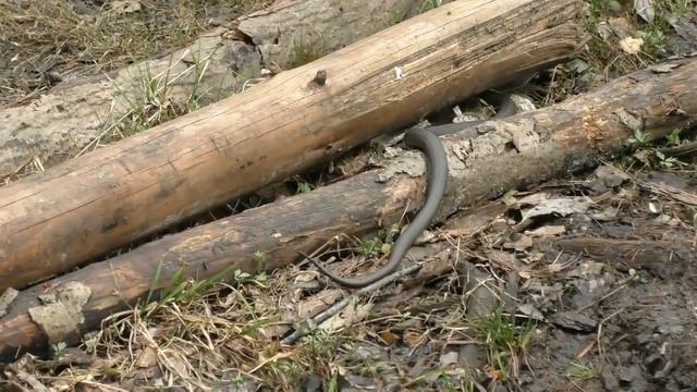 Трёх метровый уж. смотреть онлайн