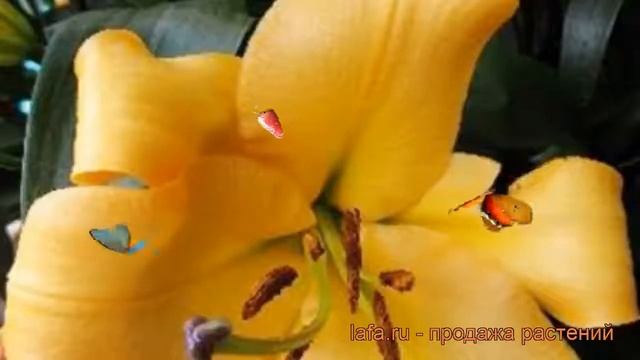 Лилия от-гибрид Морини (lilium ot-hybrid morini) 🌿 Морини обзор: как сажать, луковицы лилии Морини смотреть онлайн