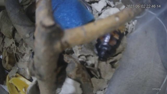 Драки мадагаскарских тараканов