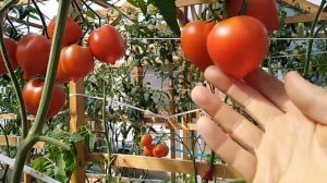 25 августа 2021г.  ОБЗОР ТЕПЛИЦЫ С ТОМАТАМИ