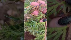 😱Хвойные заболели ШЮТТЕ,  лечу коктейлями🍹удобряю, копая 🙃