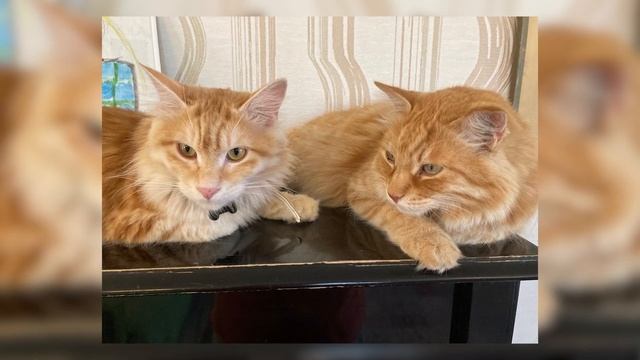 Иваново. Кубок текстильного края. Часть II-я, экспертная. Разговор с экспертом Ольгой Абрамовой смотреть онлайн