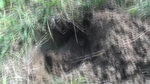 УДАЧНЫЙ КОП ПО ВОЙНЕ! НАШЁЛ МЕДАЛЬ! Кладоискатель Белый Копатель!