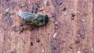 Клещи  Varroa на  съёмном дне улья