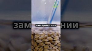 Самый надежный способ улучшения всхожести семян