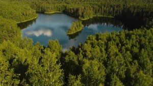 Александр Миронов. Flora.