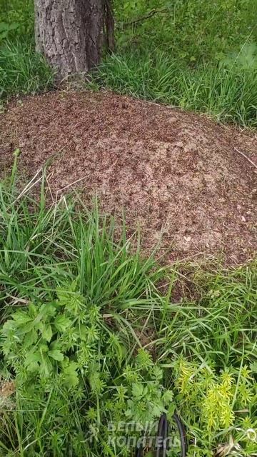 Чем хорош огромный муравейник? смотреть онлайн