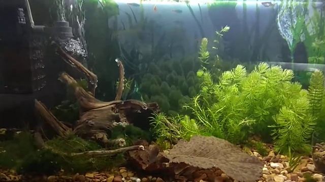 Аквариум 50л - АКВА Растения, Креветки, Рыбки, Гуппи, запуск с нуля. #1 смотреть онлайн