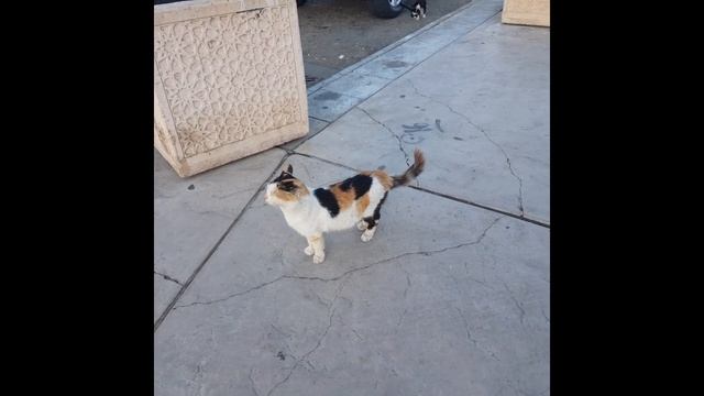 Кошки Джедды