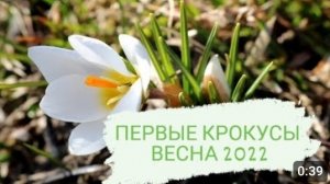 ПЕРВЫЕ КРОКУСЫ РАСЦВЕЛИ🤗МАРТ 2022 ГОДА. THE FIRST CROCUS IN THE GARDEN. WHITE AND YELLOW CROCUS.