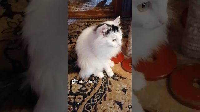 Кот Сёма