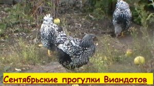 Ура !!  На  прогулку  !!!