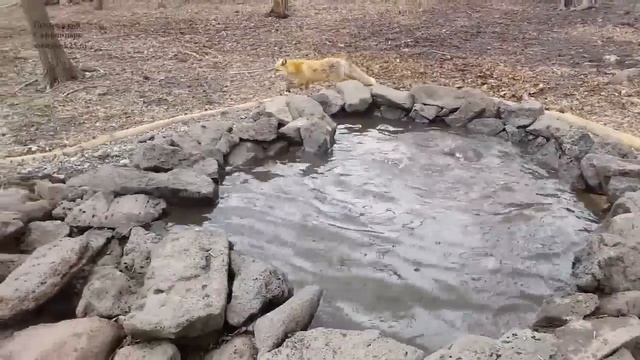 Лиса Маруся и хвосты соседей в Приморском Сафари-парке смотреть онлайн