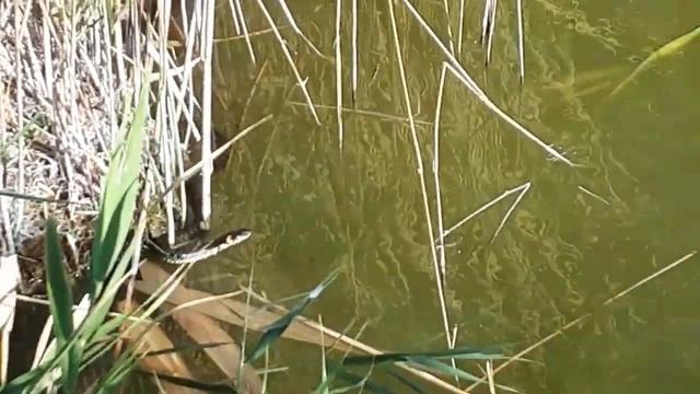 Осень,осенние зарисовки.Сентябрь. смотреть онлайн