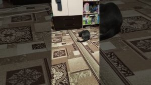 кот и кашачья мята,