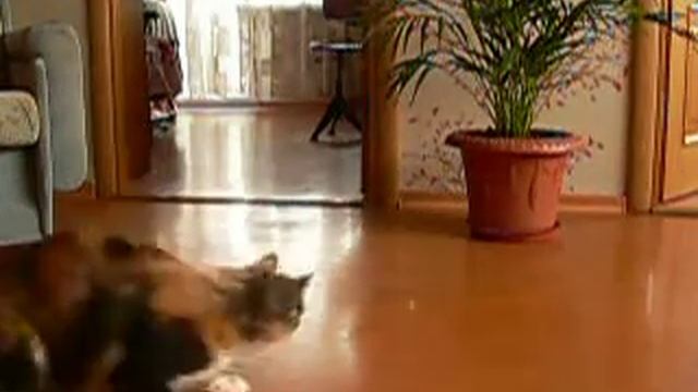 кошка и лазер смотреть онлайн