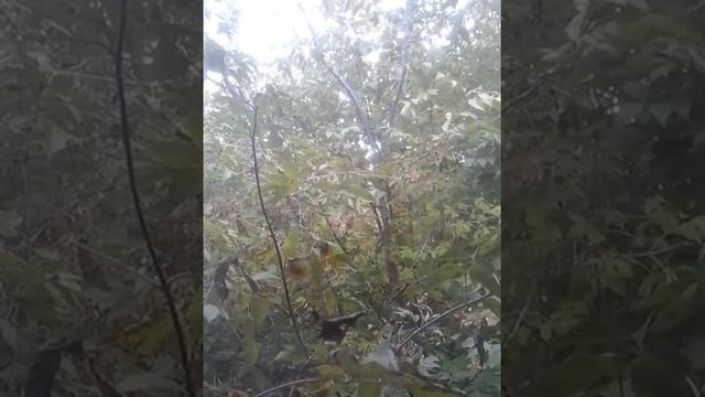 Сонгы тапкыр авторская песня на татарском языке смотреть онлайн