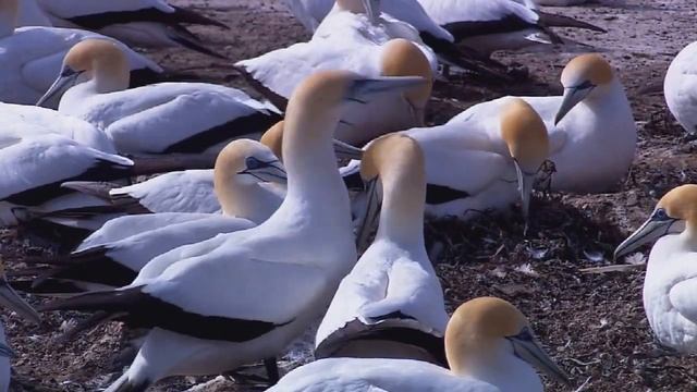 живая природа смотреть онлайн