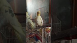 пение кореллы, ваш обязательно откликнется )