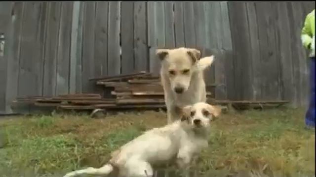 Омия Мони Древо жизни НанаЙцы) смотреть онлайн