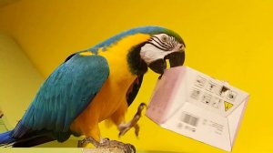 Попугай ара и коробка с орехом