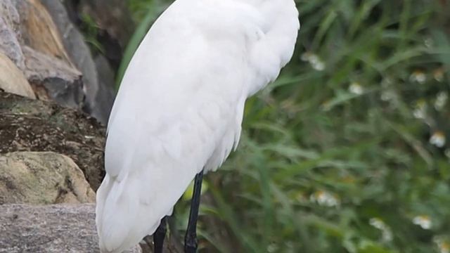 1050320東湖內溝溪大白鷺 смотреть онлайн