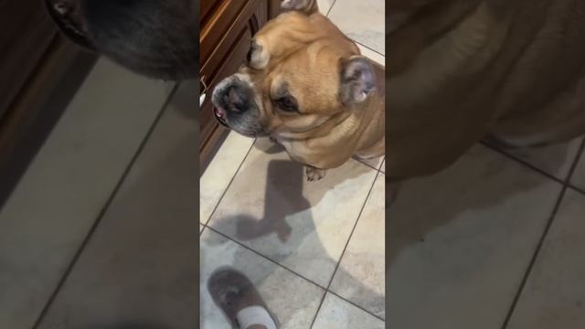 ПП котлеты из индейки смотреть онлайн