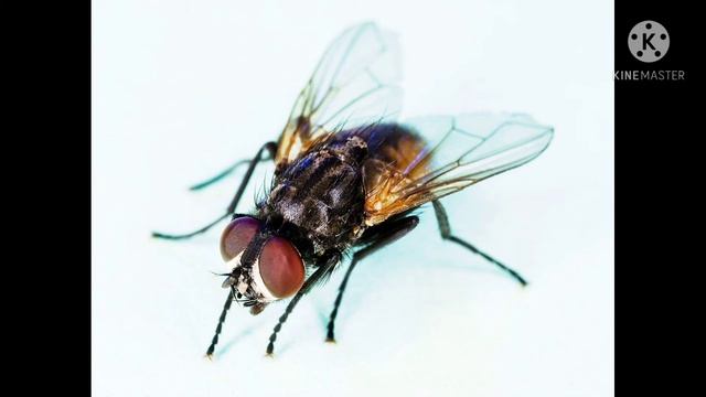 А МУХА ТОЖЕ ВЕРТОЛЁТ смотреть онлайн