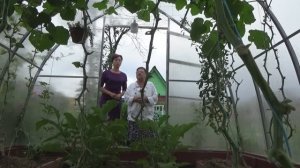 6 соток 20 июля 2020 года. Снова на даче. Про интернет в лесу...