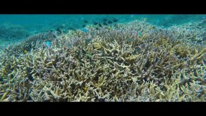 Здоровая вода-Живая вода. Живая вода- вода с coral mine. Пей эту воду и наслаждайся жизнью 🌏💦