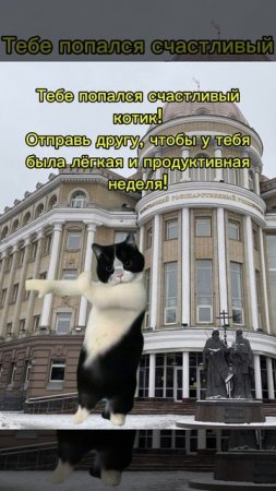 😺Скучал по котикам?