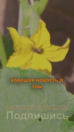 НИКОГДА НЕ СОЛИТЕ эти огурцы!