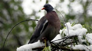 ... Bayreuth 🇩🇪 Tierpark "Röhrensee" (regeln)  💞💞💞  The Natural World /Bayern/(Мир Природы)...